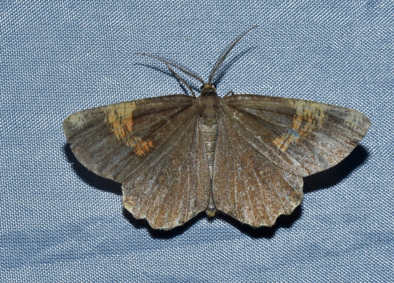 Angerona prunaria